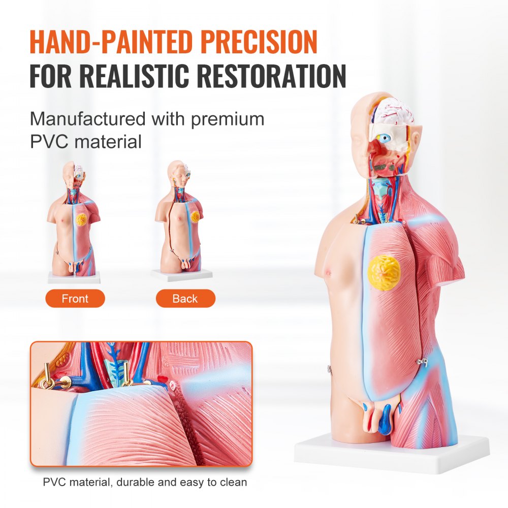 LD-205 - 18" VEVOR PVC Human Anatomy Model with Removable Organs