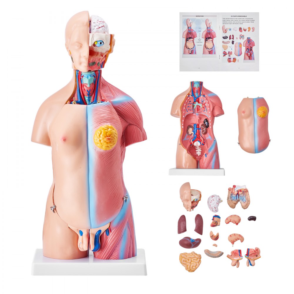 LD-205 - 18" VEVOR PVC Human Anatomy Model with Removable Organs