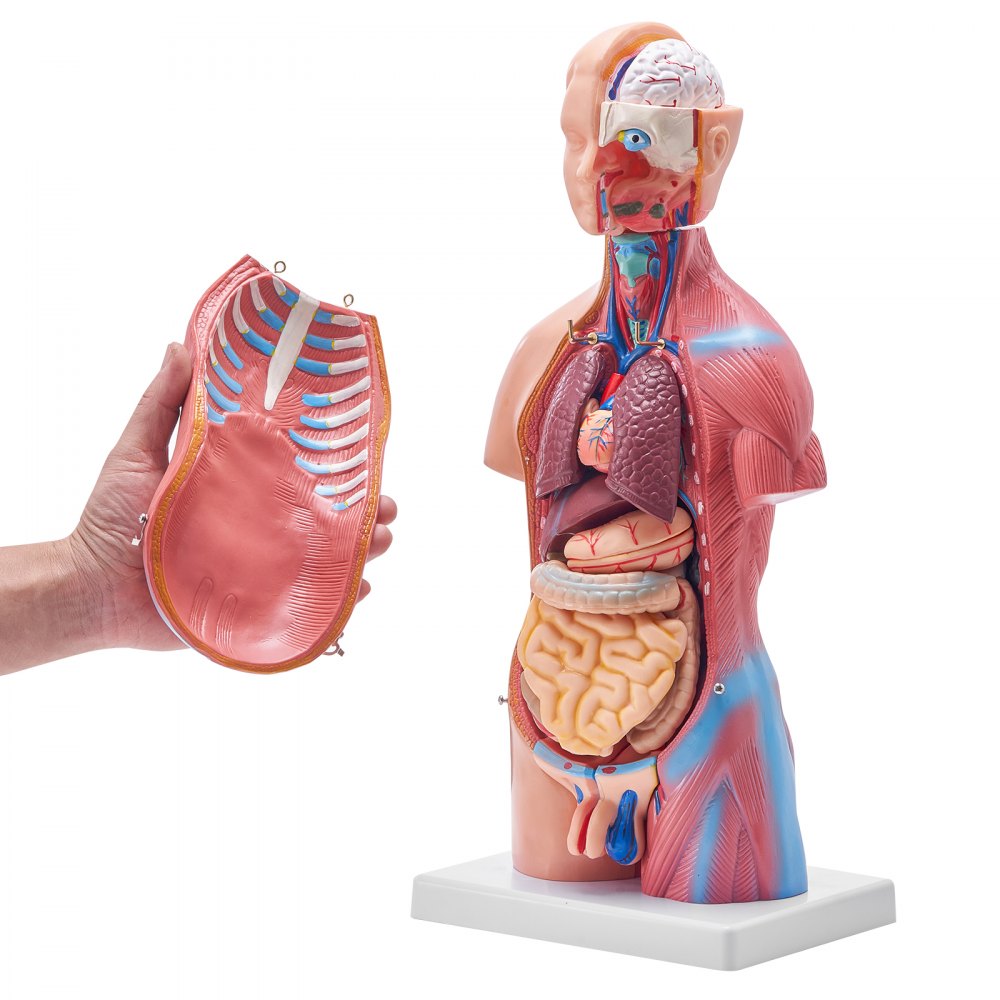LD-205 - 18" VEVOR PVC Human Anatomy Model with Removable Organs
