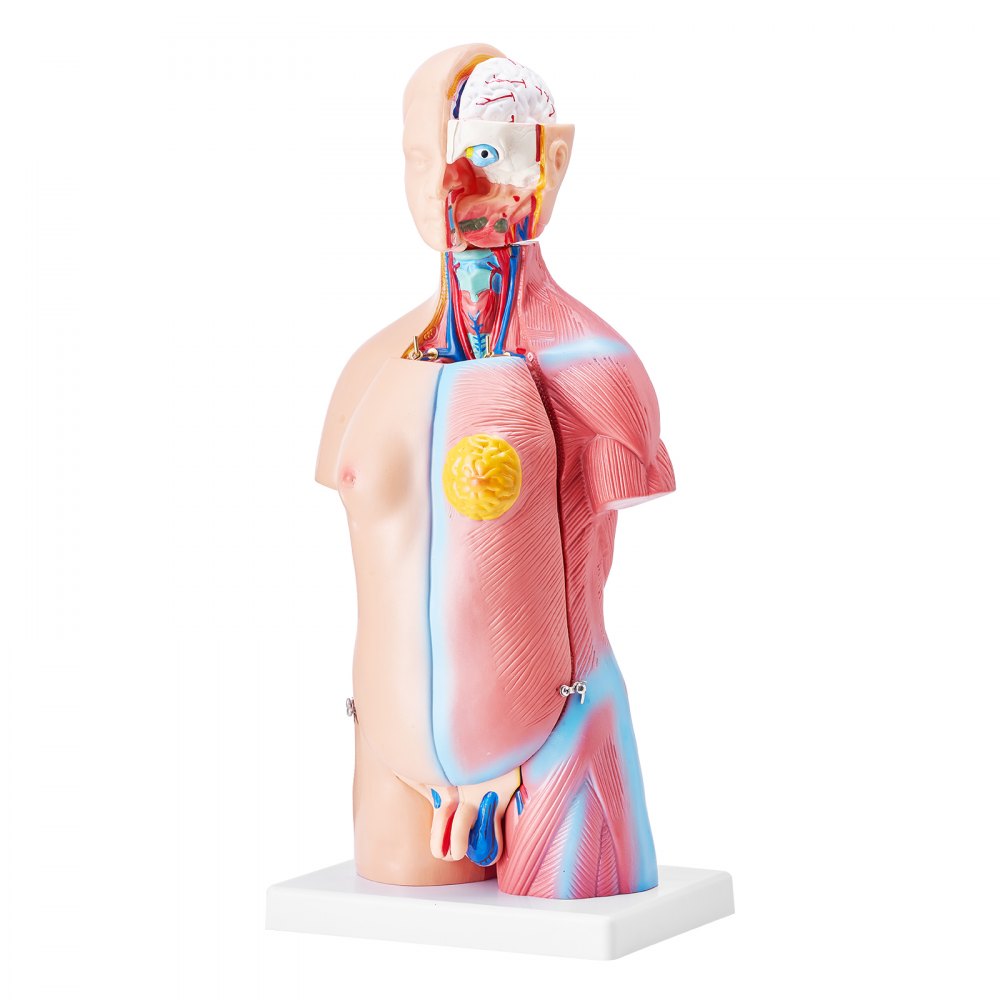 LD-205 - 18" VEVOR PVC Human Anatomy Model with Removable Organs