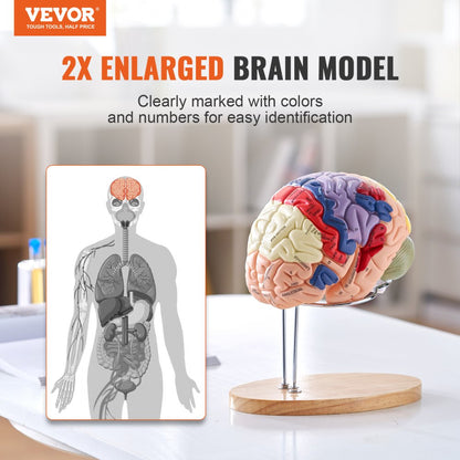 LDX-V4 - 11.61" Life-Size VEVOR Human Brain Model with Color-Coded Sections