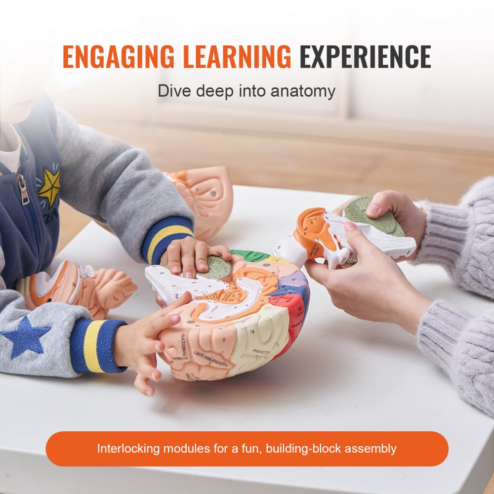 LDX-V4 - 11.61" Life-Size VEVOR Human Brain Model with Color-Coded Sections