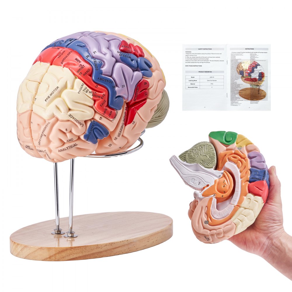 LDX-V4 - 11.61" Life-Size VEVOR Human Brain Model with Color-Coded Sections