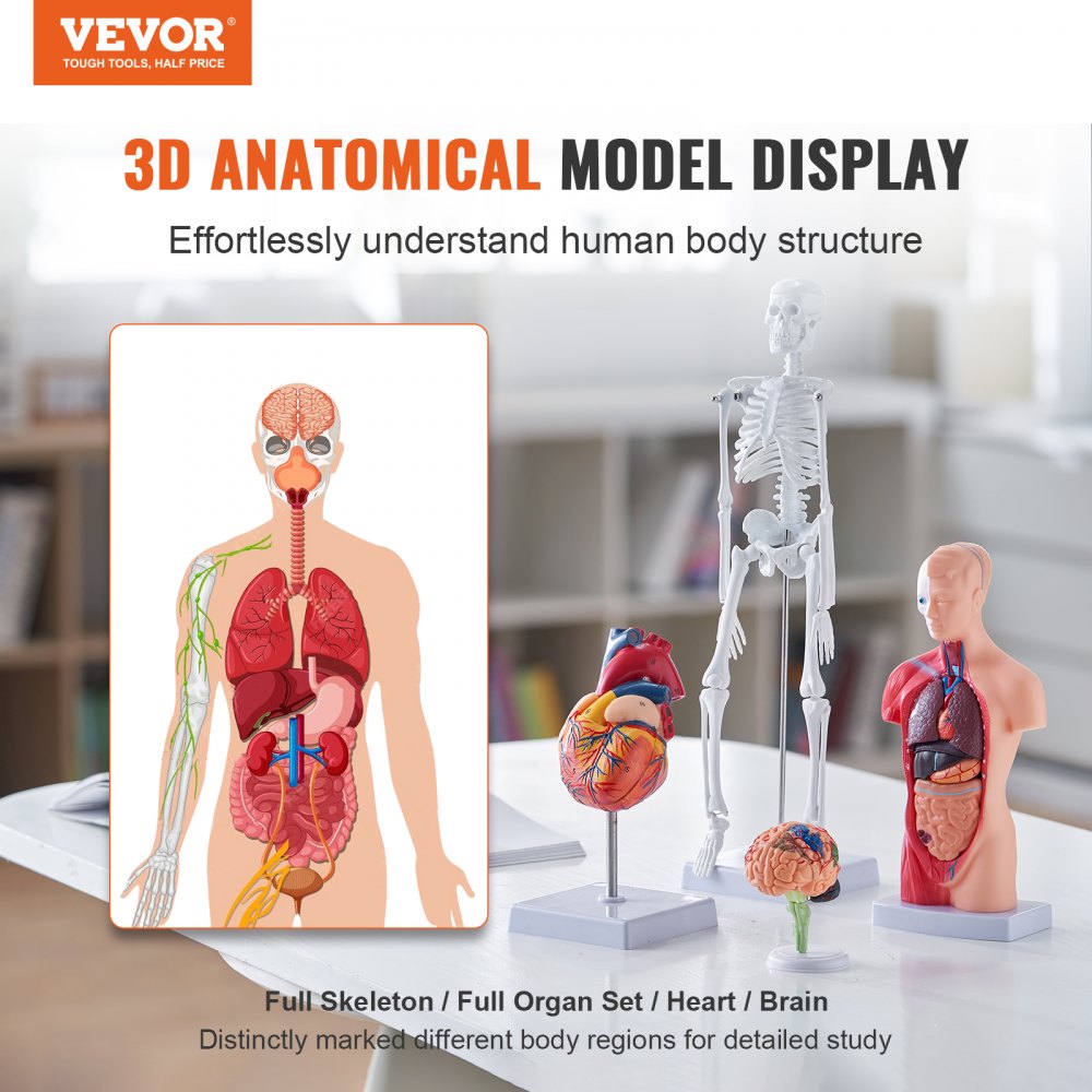 LD-3JT - 4-Piece Human Anatomy Model Set for Effective Learning