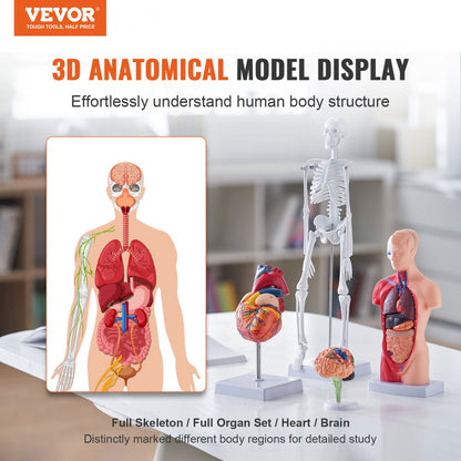 LD-3JT - 4-Piece Human Anatomy Model Set for Effective Learning