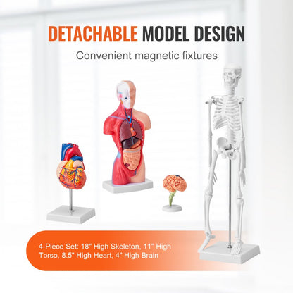 LD-3JT - 4-Piece Human Anatomy Model Set for Effective Learning