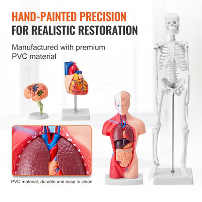 LD-3JT - 4-Piece Human Anatomy Model Set for Effective Learning