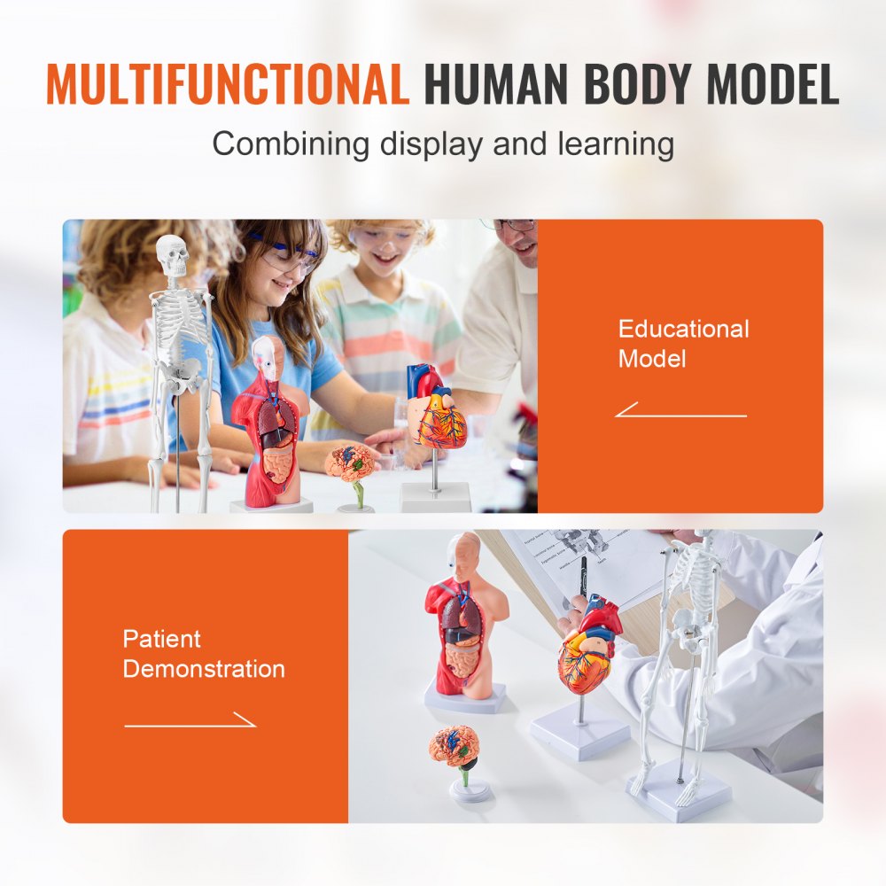 LD-3JT - 4-Piece Human Anatomy Model Set for Effective Learning