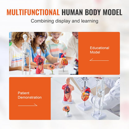 LD-3JT - 4-Piece Human Anatomy Model Set for Effective Learning