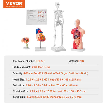 LD-3JT - 4-Piece Human Anatomy Model Set for Effective Learning