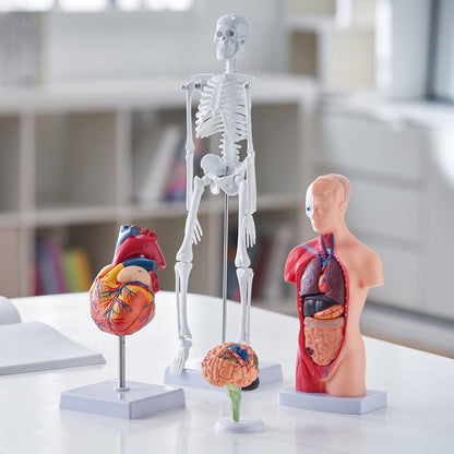 LD-3JT - 4-Piece Human Anatomy Model Set for Effective Learning