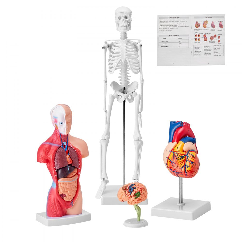 LD-3JT - 4-Piece Human Anatomy Model Set for Effective Learning