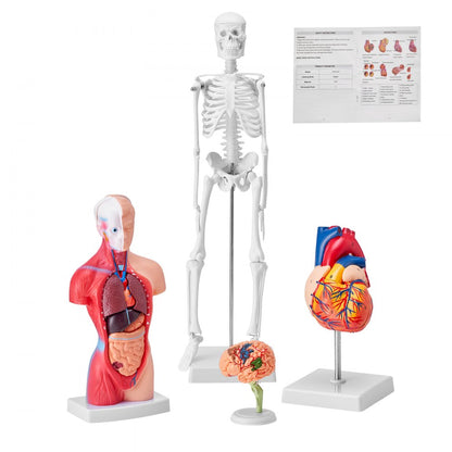 LD-3JT - 4-Piece Human Anatomy Model Set for Effective Learning
