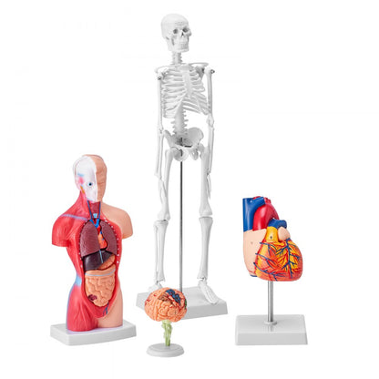 LD-3JT - 4-Piece Human Anatomy Model Set for Effective Learning