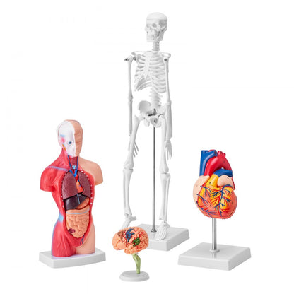 LD-3JT - 4-Piece Human Anatomy Model Set for Effective Learning