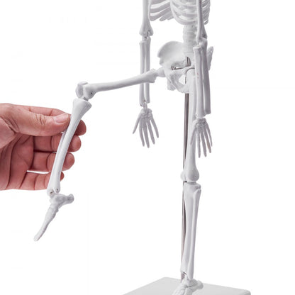 LD-3JT - 4-Piece Human Anatomy Model Set for Effective Learning