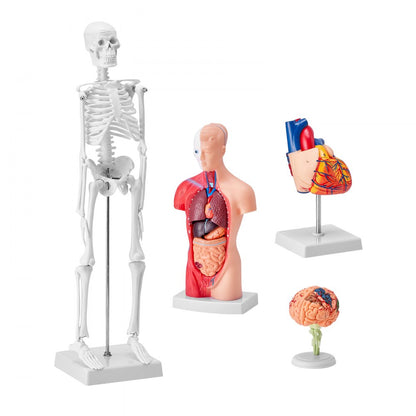 LD-3JT - 4-Piece Human Anatomy Model Set for Effective Learning