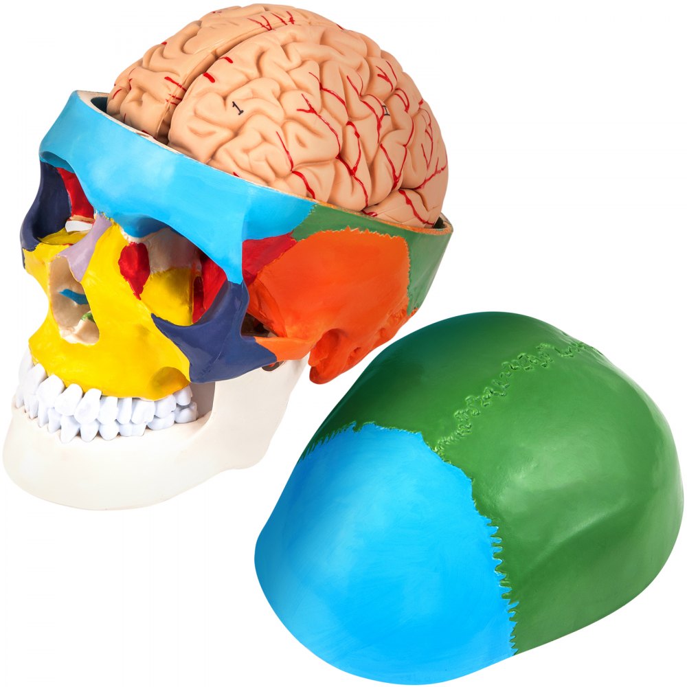 JXMXRLTGN8 - Anatomically Accurate Life-Size Skull Model with 8 Detachable Parts