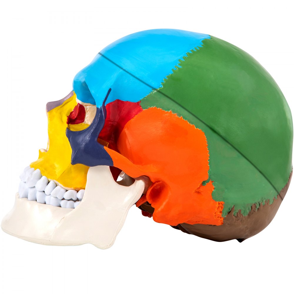 JXMXRLTGN8 - Anatomically Accurate Life-Size Skull Model with 8 Detachable Parts