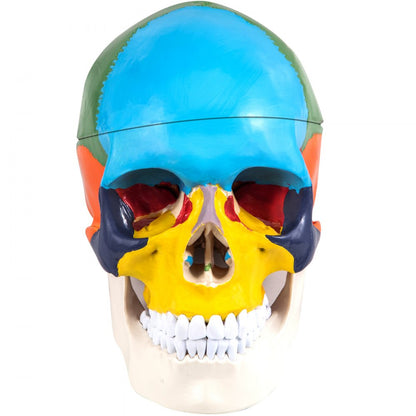 JXMXRLTGN8 - Anatomically Accurate Life-Size Skull Model with 8 Detachable Parts