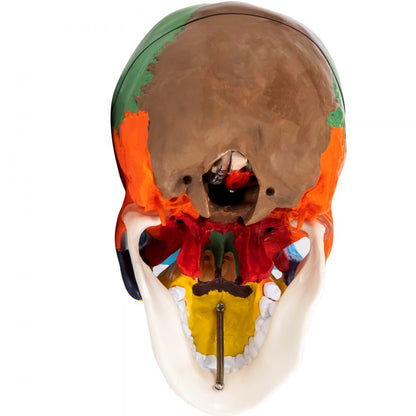 JXMXRLTGN8 - Anatomically Accurate Life-Size Skull Model with 8 Detachable Parts