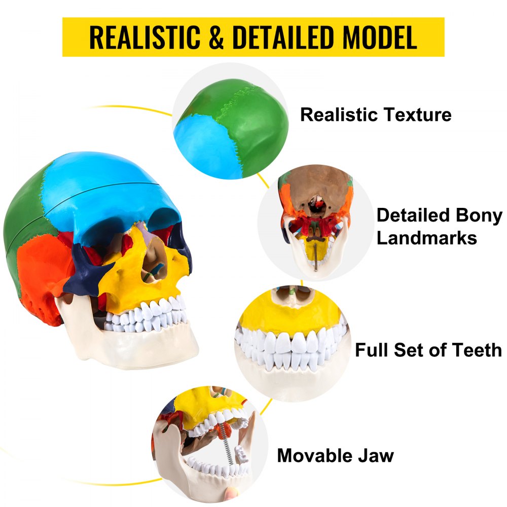 JXMXRLTGN8 - Anatomically Accurate Life-Size Skull Model with 8 Detachable Parts
