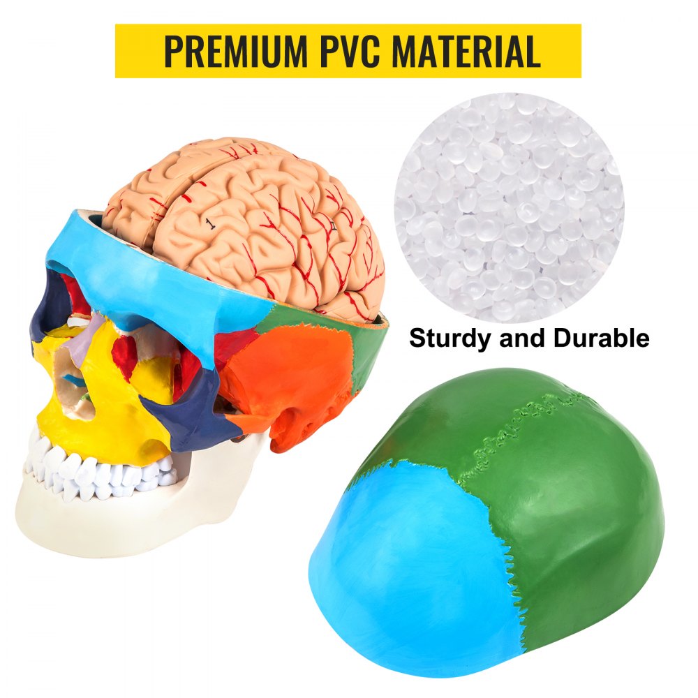 JXMXRLTGN8 - Anatomically Accurate Life-Size Skull Model with 8 Detachable Parts