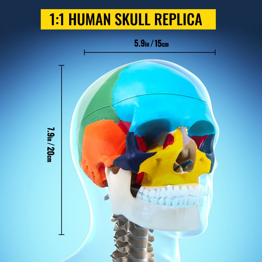 JXMXRLTGN8 - Anatomically Accurate Life-Size Skull Model with 8 Detachable Parts