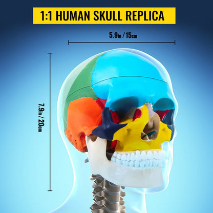 JXMXRLTGN8 - Anatomically Accurate Life-Size Skull Model with 8 Detachable Parts