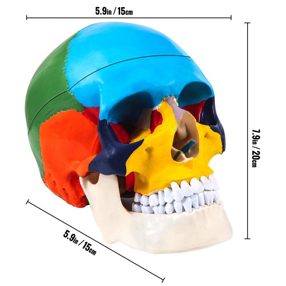 JXMXRLTGN8 - Anatomically Accurate Life-Size Skull Model with 8 Detachable Parts