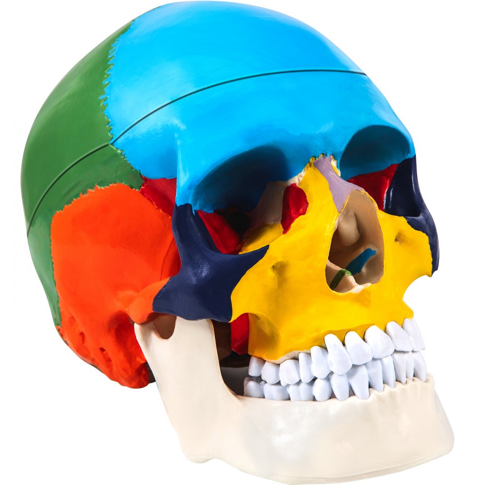 JXMXRLTGN8 - Anatomically Accurate Life-Size Skull Model with 8 Detachable Parts